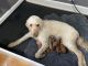 Goldendoodle Puppies for sale in Cleveland Heights, OH, USA. price: $1,650