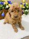 Goldendoodle Puppies for sale in Munfordville, KY 42765, USA. price: $2,000