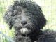 Goldendoodle Puppies for sale in Vandalia, IL 62471, USA. price: NA