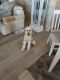Goldendoodle Puppies for sale in North Fort Myers, FL, USA. price: $3,500