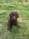 Goldendoodle Puppies for sale in Studio City, Los Angeles, CA, USA. price: $3,200