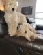 Goldendoodle Puppies for sale in Strasburg, CO 80136, USA. price: $2,500