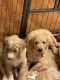 Goldendoodle Puppies for sale in Smithfield, NC 27577, USA. price: $1,000