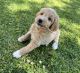 Goldendoodle Puppies for sale in Raceland, LA 70394, USA. price: $14,001,600