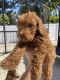 Goldendoodle Puppies for sale in Venice, FL, USA. price: $2,000