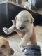 Goldendoodle Puppies for sale in Knoxville, TN 37931, USA. price: NA