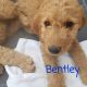 Goldendoodle Puppies for sale in Las Vegas, NV, USA. price: $1,000