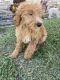 Goldendoodle Puppies for sale in Tampa, FL, USA. price: $1,200