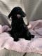 Goldendoodle Puppies for sale in Gillsville, GA 30543, USA. price: $1,200