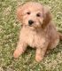 Goldendoodle Puppies for sale in Fuquay-Varina, NC 27526, USA. price: $800