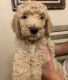Goldendoodle Puppies for sale in Phoenix, AZ, USA. price: $2,000