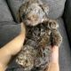 Goldendoodle Puppies for sale in Sturtevant, WI, USA. price: NA