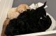 Goldendoodle Puppies for sale in Chicago, IL, USA. price: $1,500