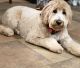 Goldendoodle Puppies for sale in Las Vegas, NV 89145, USA. price: $4,500