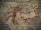 Goldendoodle Puppies for sale in Harrisonburg, VA 22801, USA. price: $2,800