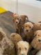 Goldendoodle Puppies for sale in Phoenix, AZ, USA. price: $1,200
