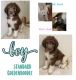 Goldendoodle Puppies for sale in San Antonio, TX, USA. price: $900