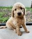 Goldendoodle Puppies for sale in Ruskin, FL, USA. price: $1,800