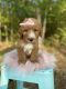 Goldendoodle Puppies for sale in Shreveport, LA, USA. price: $1,600