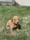 Goldendoodle Puppies for sale in Provo, UT, USA. price: $2,000