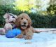 Goldendoodle Puppies for sale in Wesley Chapel, FL, USA. price: $1,400