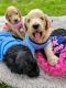 Goldendoodle Puppies for sale in Greensboro, NC, USA. price: $1,600