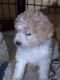 Goldendoodle Puppies for sale in Fowlerville, MI 48836, USA. price: $800