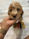 Goldendoodle Puppies for sale in Delray Beach, FL, USA. price: NA