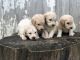 Goldendoodle Puppies for sale in Mt Orab, OH 45154, USA. price: NA
