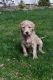 Goldendoodle Puppies for sale in Eagle, ID, USA. price: $1,000