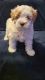 Goldendoodle Puppies for sale in Rochester, MN, USA. price: NA