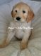 Goldendoodle Puppies for sale in St. George, UT, USA. price: $2,500