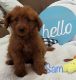 Goldendoodle Puppies for sale in Danville, OH 43014, USA. price: $850