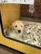 Goldendoodle Puppies for sale in Las Vegas, NV, USA. price: $2,950