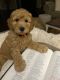 Goldendoodle Puppies for sale in Burleson, TX, USA. price: $1,500