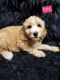 Goldendoodle Puppies for sale in Williston, FL 32696, USA. price: NA