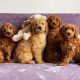 Goldendoodle Puppies for sale in Orange, CA, USA. price: $650
