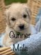 Goldendoodle Puppies for sale in Morgantown, IN 46160, USA. price: NA