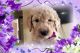 Goldendoodle Puppies for sale in Detroit, MI, USA. price: NA