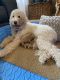Goldendoodle Puppies for sale in Union, KY, USA. price: NA