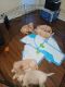 Goldendoodle Puppies for sale in Jacksonville, FL, USA. price: $600
