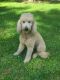 Goldendoodle Puppies for sale in Moss Point, MS 39562, USA. price: NA