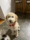 Goldendoodle Puppies for sale in Anniston, AL, USA. price: NA
