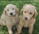 Goldendoodle Puppies for sale in Nampa, ID, USA. price: $1,200