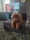 Goldendoodle Puppies for sale in Sellersburg, IN 47172, USA. price: NA