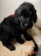 Goldendoodle Puppies for sale in Broken Arrow, OK, USA. price: $1,200