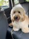 Goldendoodle Puppies for sale in Norcross, GA, USA. price: $4,000