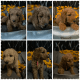 Goldendoodle Puppies for sale in St. George, UT, USA. price: $120,000