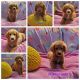 Goldendoodle Puppies for sale in Albertville, AL, USA. price: $1,000