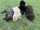 Goldendoodle Puppies for sale in Mesa, AZ 85206, USA. price: $2,000